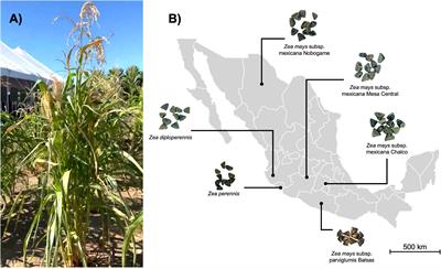 Unlocking the hidden potential of Mexican teosinte seeds: revealing plant growth-promoting bacterial and fungal biocontrol agents